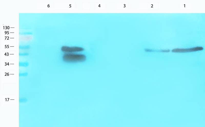 EREG Rabbit Polyclonal Antibody