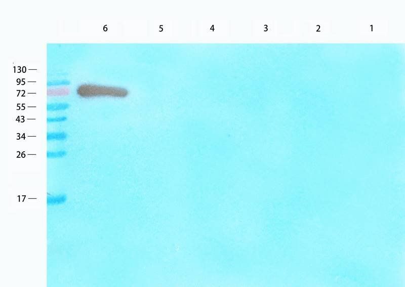 EREG Rabbit Polyclonal Antibody