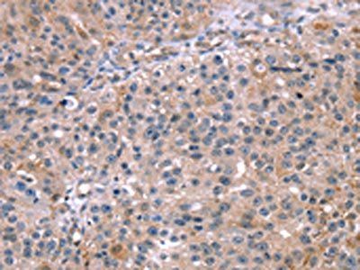 MAPK3 Antibody