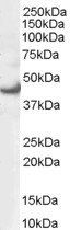 Goat anti-MAPK3/ERK1 Antibody