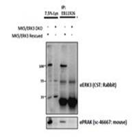 ERK3/MAPK6 Antibody