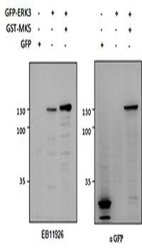 ERK3/MAPK6 Antibody
