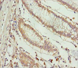 ERLIN2 Antibody