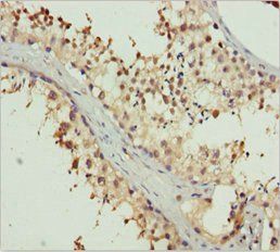 ERLIN2 Antibody