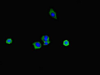ERLIN2 Antibody