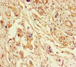 ERLIN2 Antibody