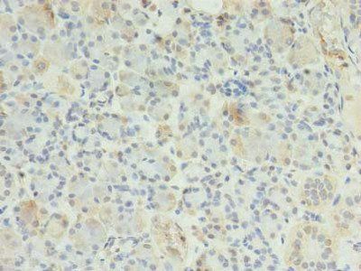 ERP27 Antibody