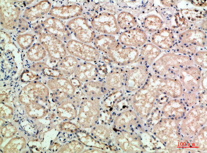 SELE Antibody