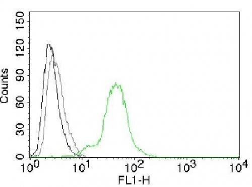 ESR2 Antibody