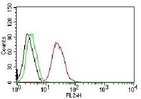 ESR2 Antibody