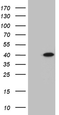 ETFA Antibody