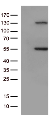 ETS1 associated protein II Antibody