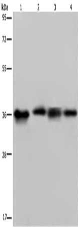 F11R Antibody