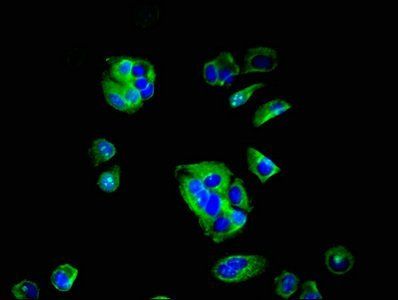 F11R Antibody