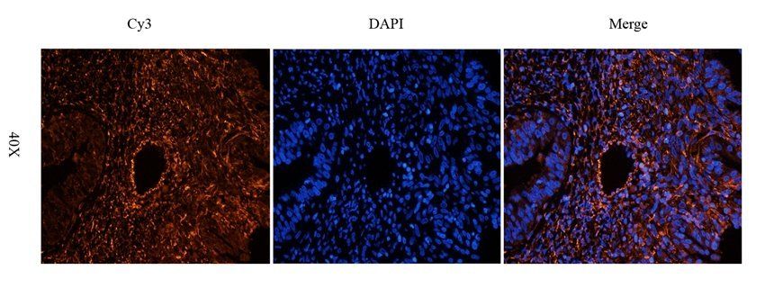 FAAH Rabbit Polyclonal Antibody