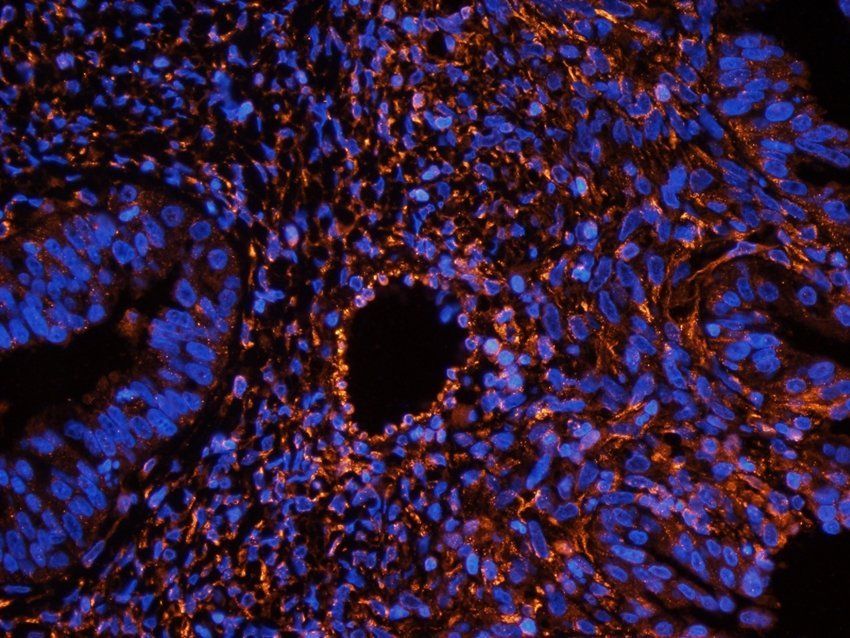 FAAH Rabbit Polyclonal Antibody