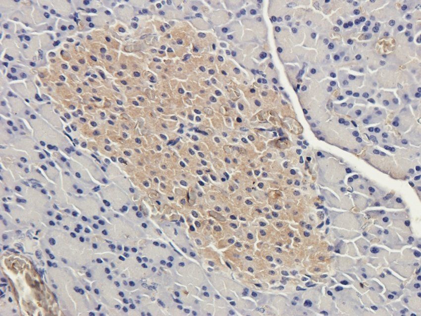 FAAH Rabbit Polyclonal Antibody