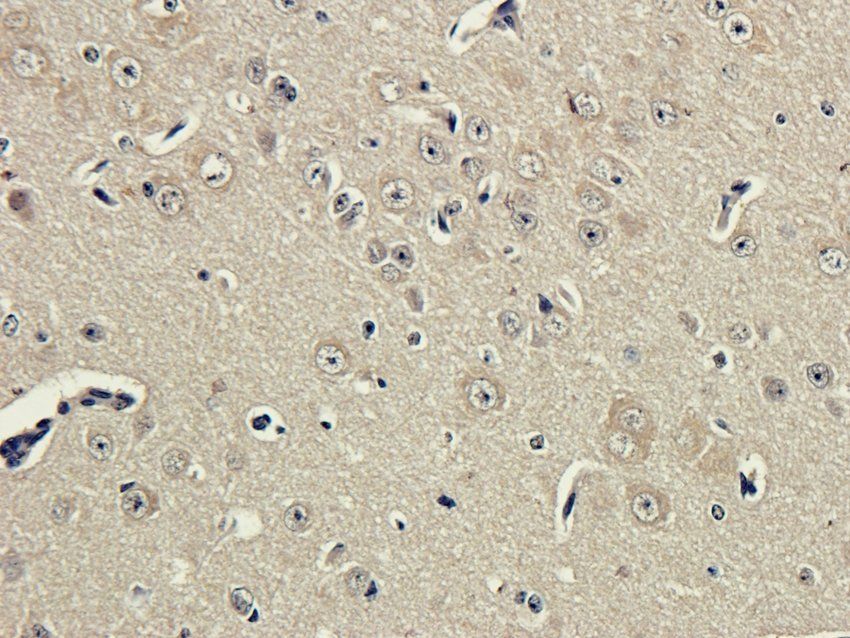 FAAH Rabbit Polyclonal Antibody