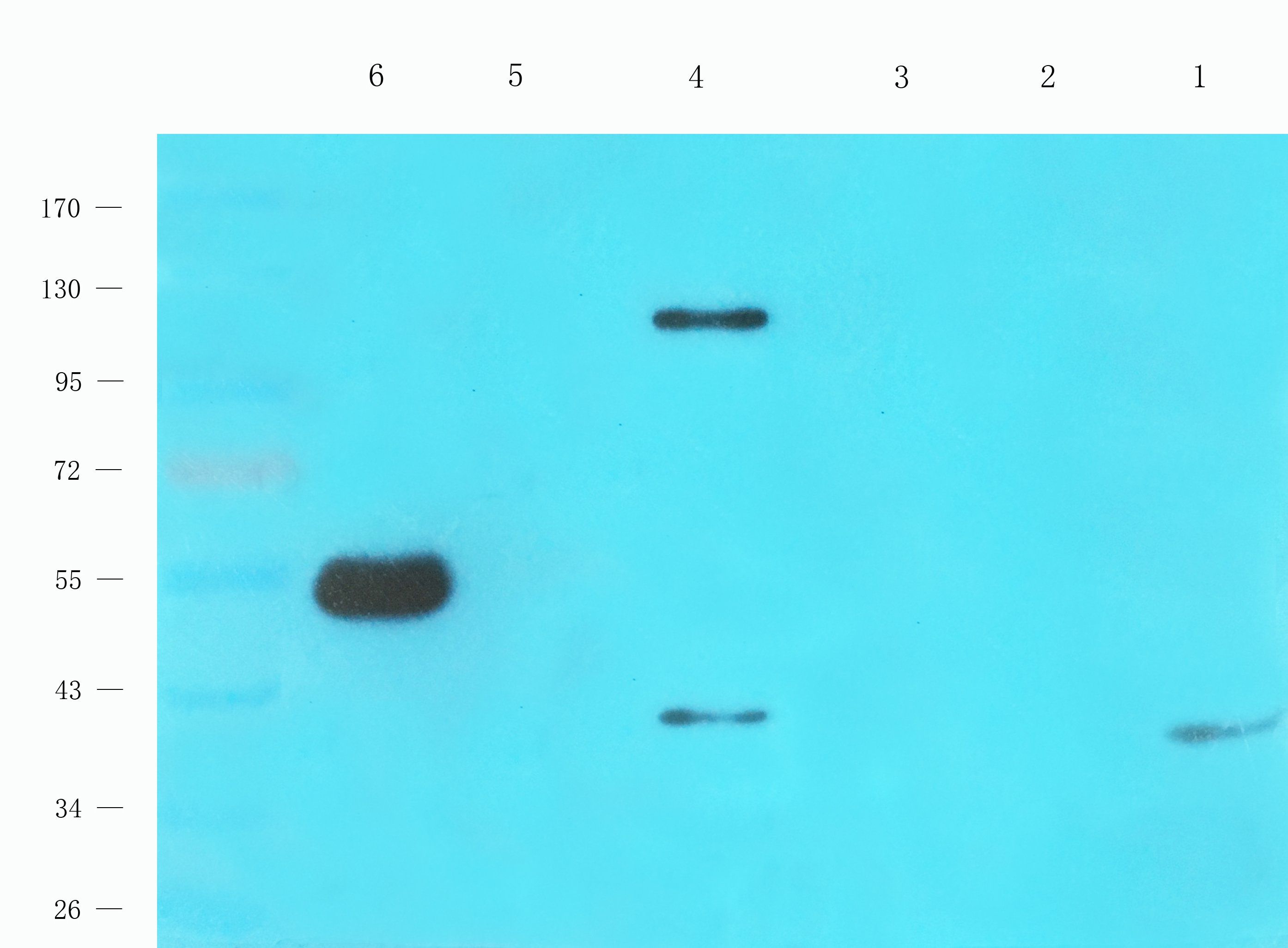 FAAH Rabbit Polyclonal Antibody