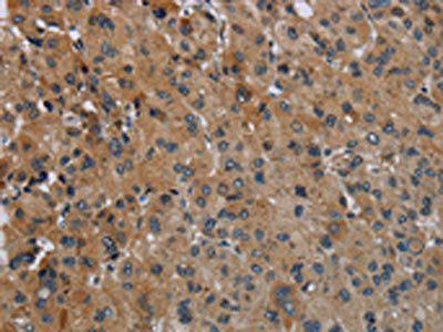 FAAH Antibody