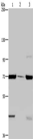 FAAH Antibody