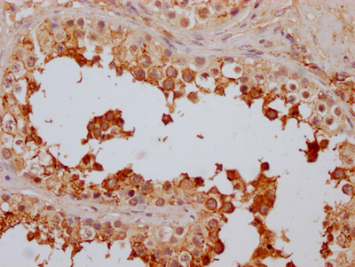 FAAH Antibody