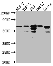 FAAH Antibody