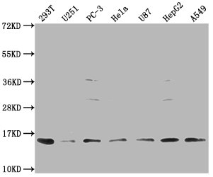FABP4 Antibody