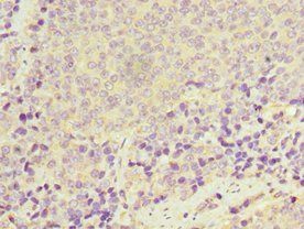 FABP6 Antibody