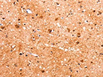 FABP7 Antibody