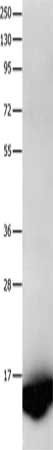 FABP7 Antibody