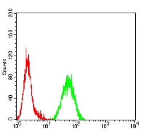 PINK1 Antibody