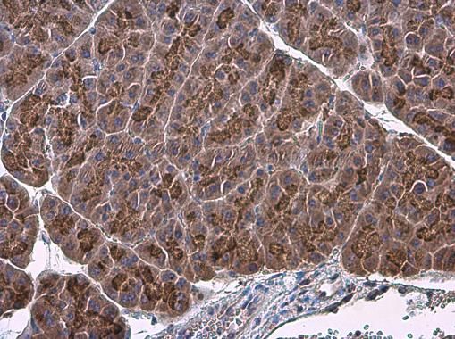 Factor IX Rabbit Polyclonal Antibody