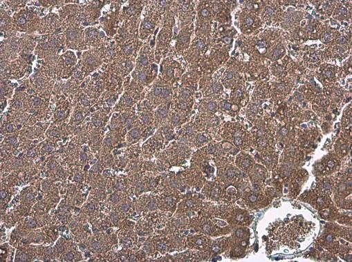 Factor IX Rabbit Polyclonal Antibody