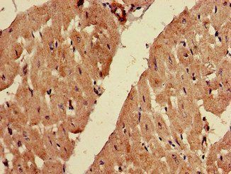 FADS1 Antibody