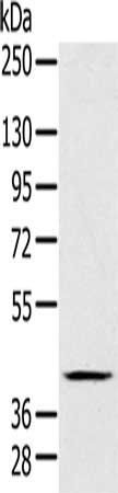FCMR Antibody