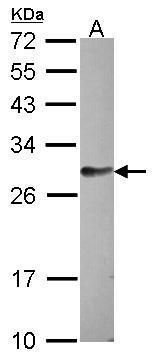 FAM122B Rabbit Polyclonal Antibody