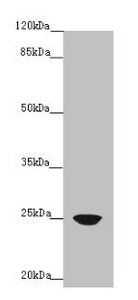 FAM3C Antibody