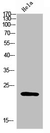 FAM3D Antibody