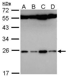 alpha SNAP Rabbit Polyclonal Antibody