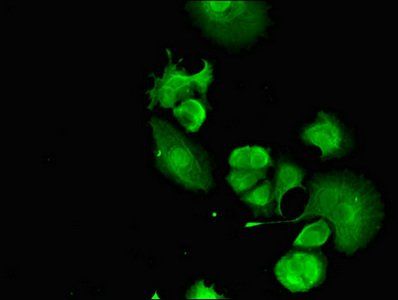 FANCC Antibody
