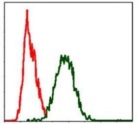FAS Antibody