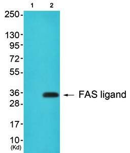 FAS ligand Antibody