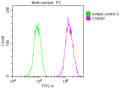 FASN Antibody