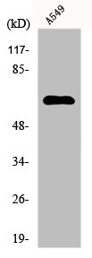 FASTK Antibody