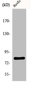 FASTKD2 Antibody