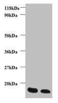 FABP3 Antibody