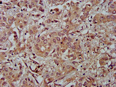 FBLN2 Antibody