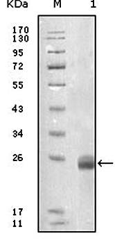 FBLN5 Antibody