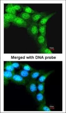 FBXL3 Rabbit Polyclonal Antibody